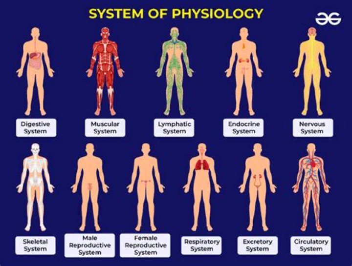 What is an example of physiological?