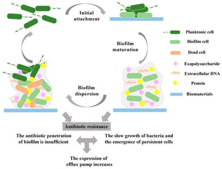 What is anti-biofilm?