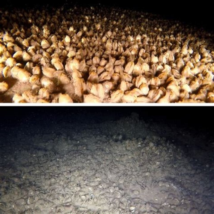 What is at the bottom of Lake Erie?