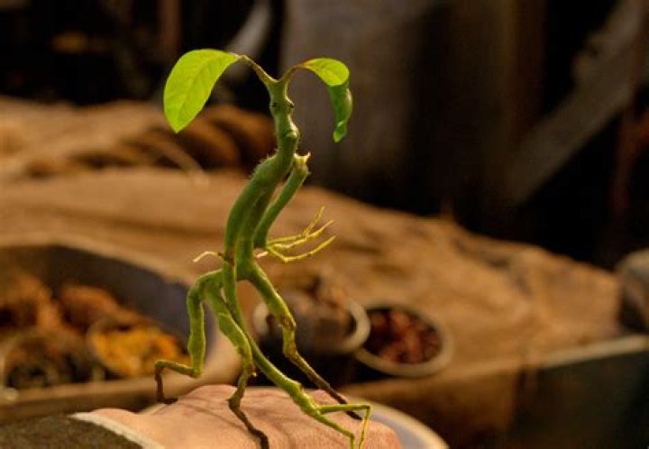 What is Bowtruckle?
