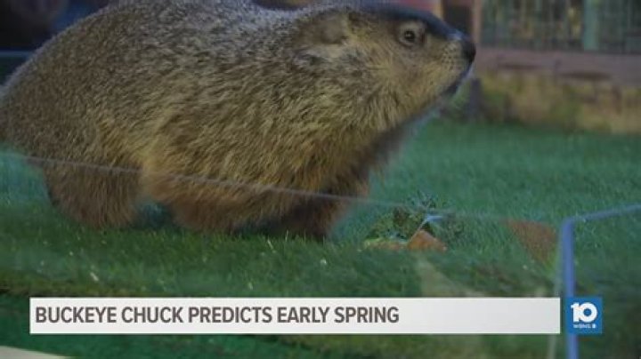 What is Buckeye Chuck accuracy rate?