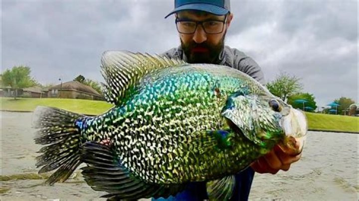 What is considered a large crappie?