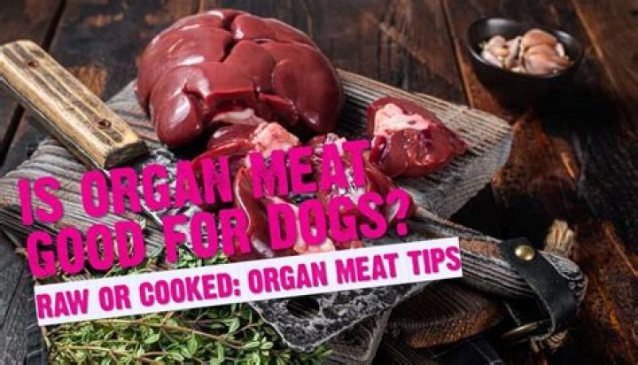 What is dog organ meat?