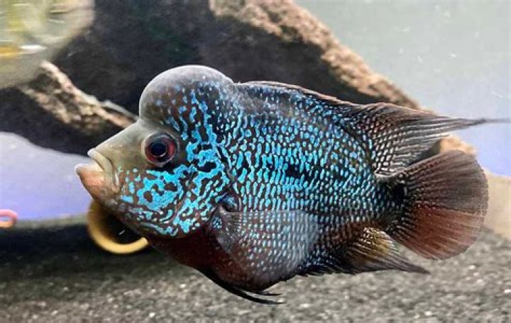 What is F2 flowerhorn?