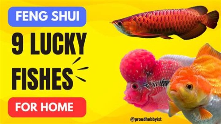 What is feng shui fish?