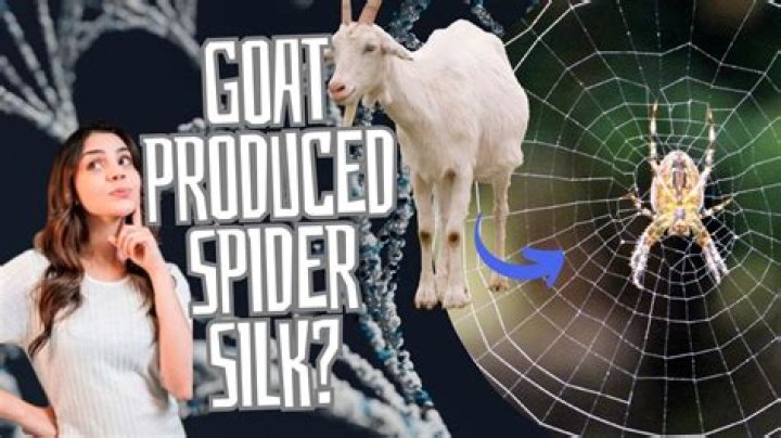 What is goat silk?