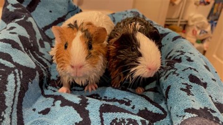 What is guinea pig Rumblestrutting?