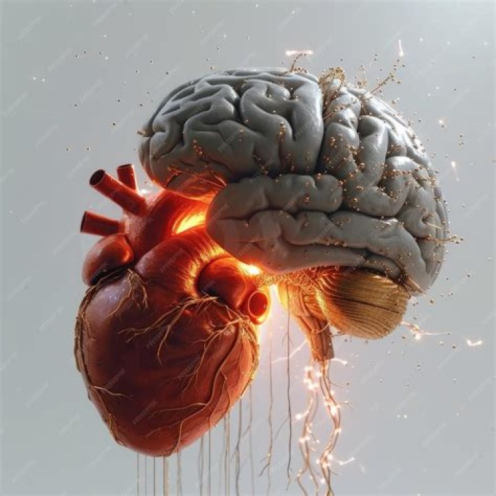 What is heavier brain or heart?