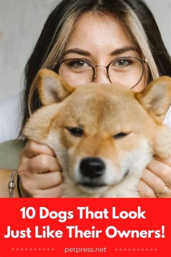 What is it called when dogs look like their owners?