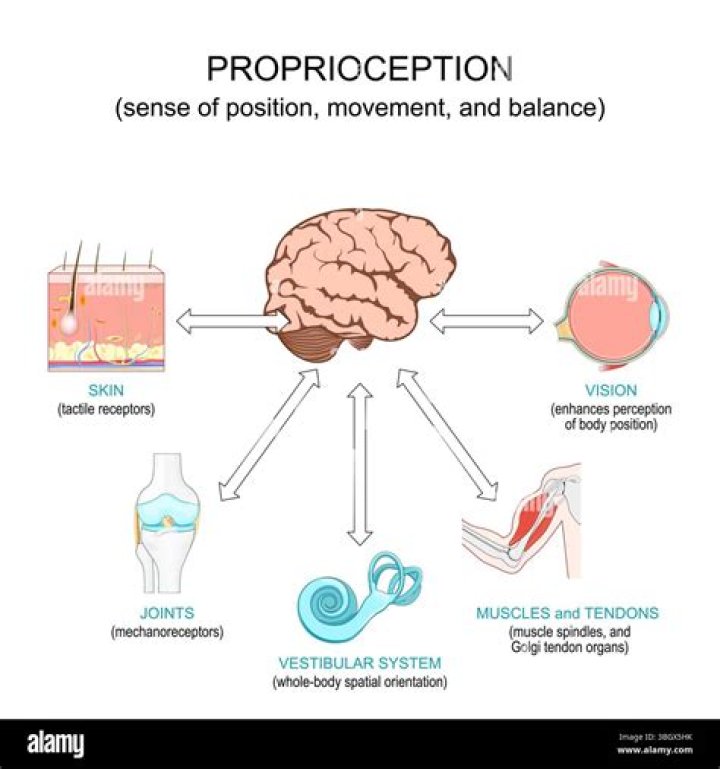 What is kinesthetic sense vs proprioception?