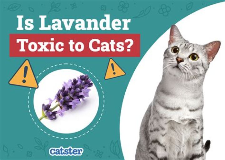 What is lavender toxic to?