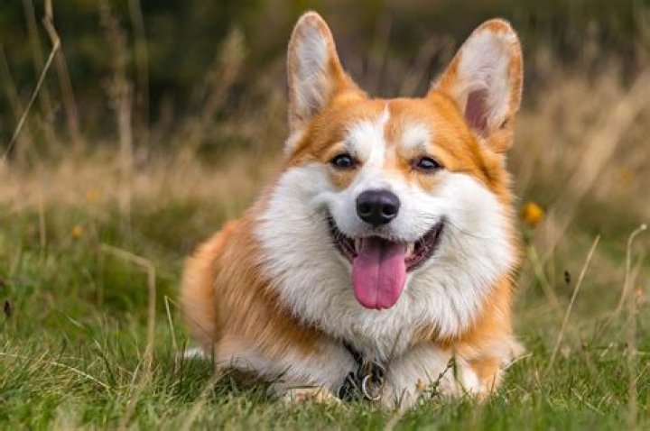 What is mania in a dog?