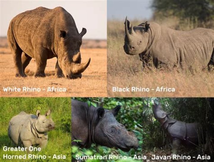 What is Rhino's suit made of?