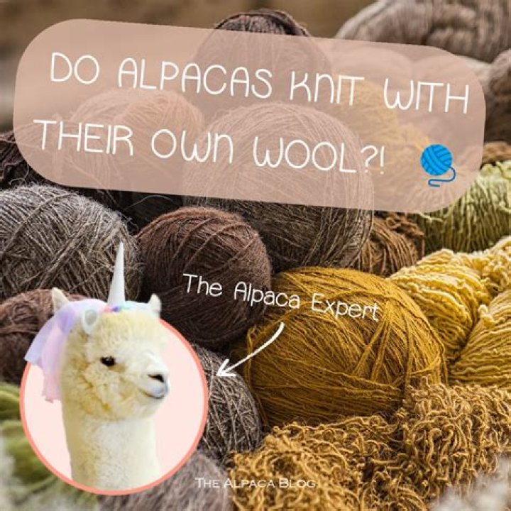 What is special about alpaca wool?