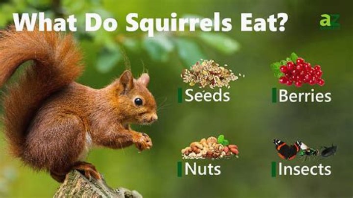 What is squirrels favorite food?