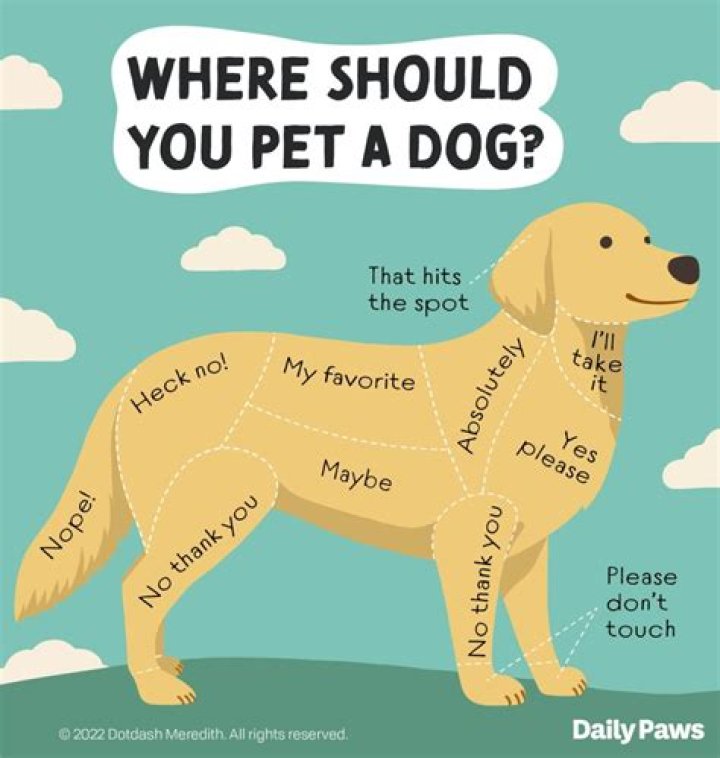 What is the best dog calming aid?