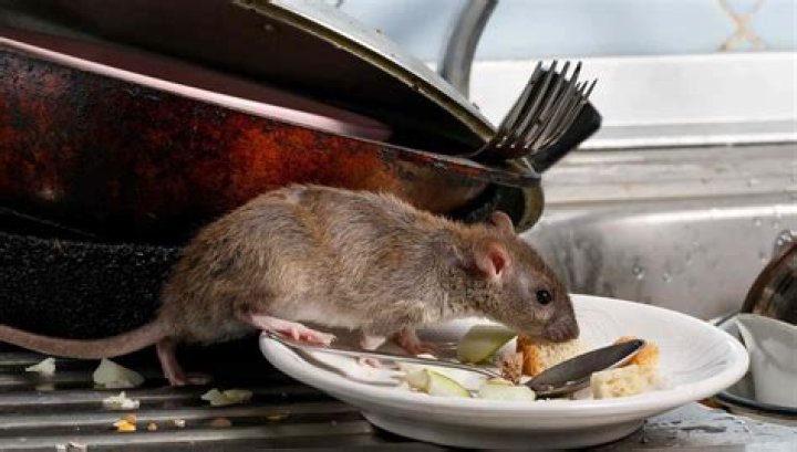 What is the best rodent control?