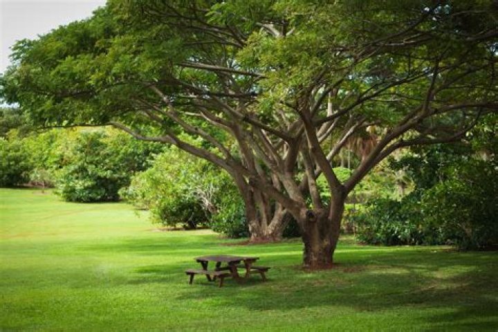 What is the best shade tree for a small yard?
