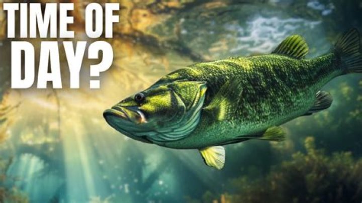 What is the best time of day to fish for catfish?