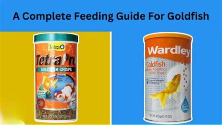 What is the best time to feed goldfish?