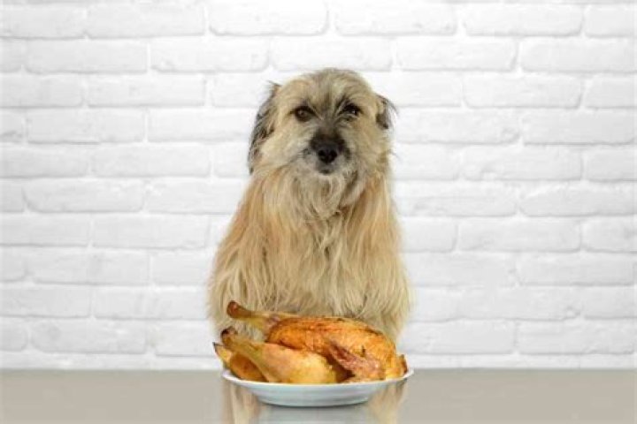 What is the best way to cook chicken for dogs?
