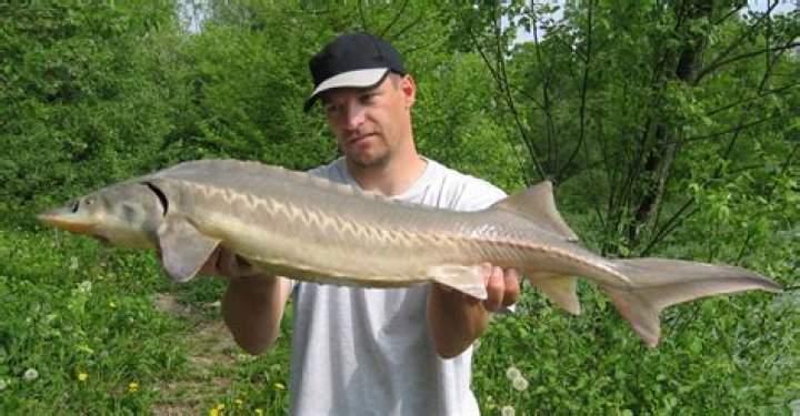 What is the biggest fish in Lake Michigan?