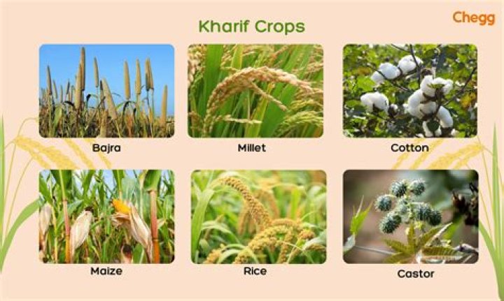 What is the cheapest crop to grow?