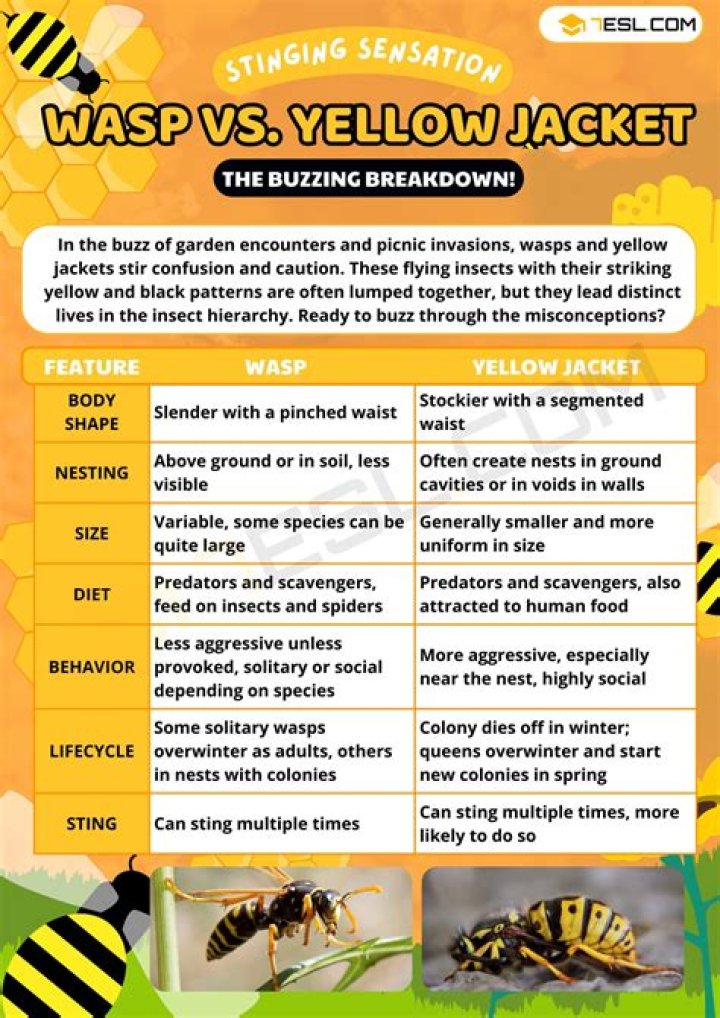 What is the difference between a sweat bee and a yellow jacket?