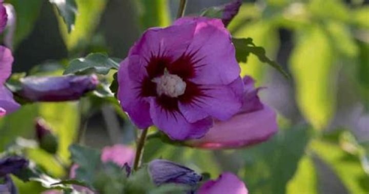 What is the difference between hibiscus and rose of Sharon?