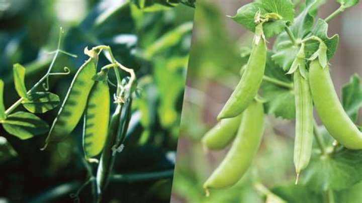What is the difference between snap peas and shelling peas?
