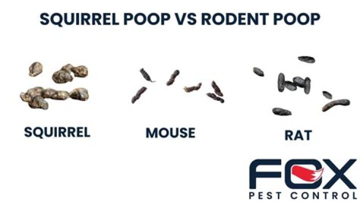 What is the difference between squirrel and mouse poop?