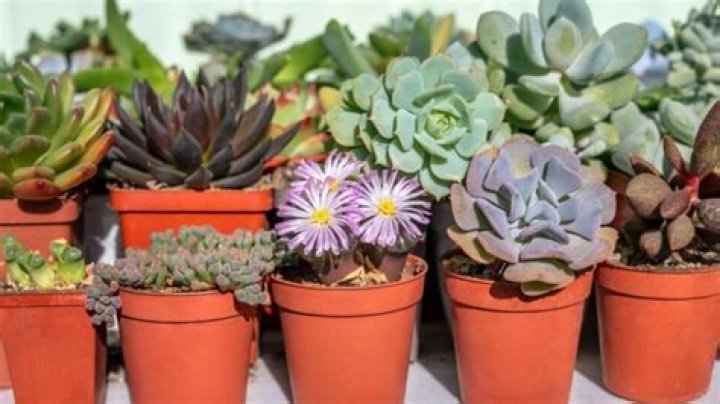 What is the easiest succulent to keep alive?