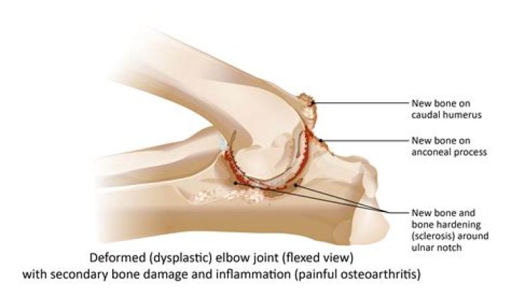 What is the Elbow Room meaning?