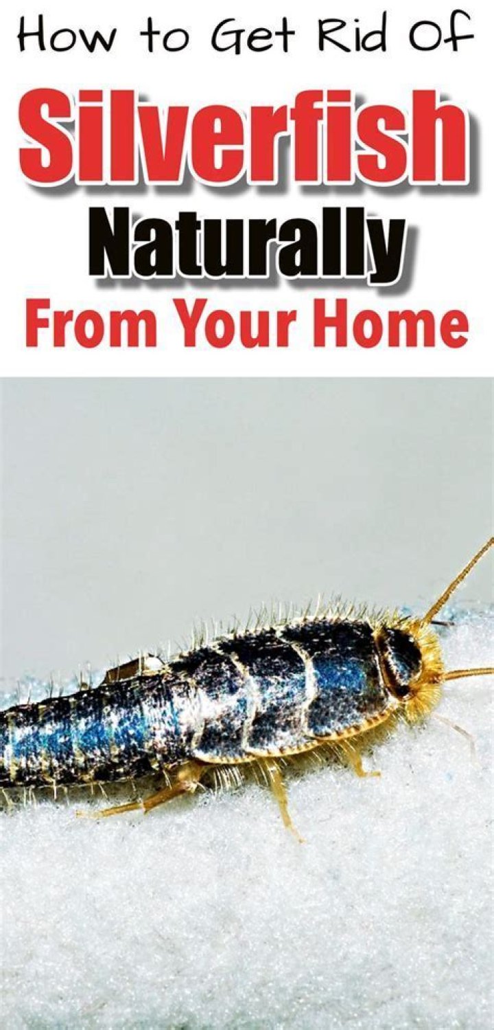 What is the fastest way to get rid of silverfish?