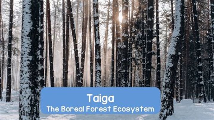 What is the largest taiga biome?