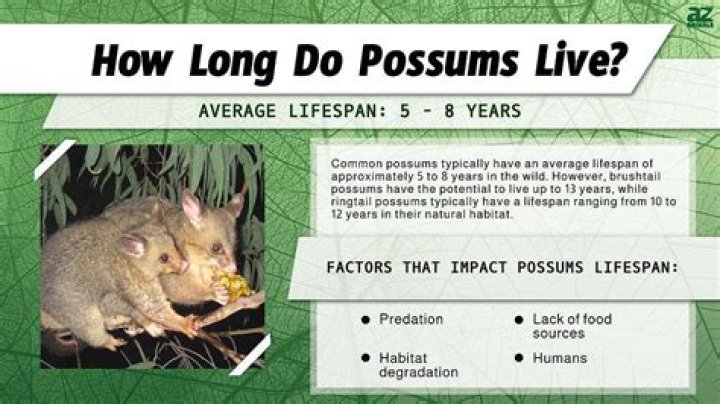 What is the lifespan of a possum?