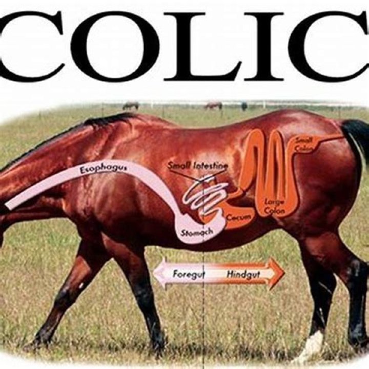 What is the main cause of colic?