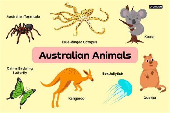 What is the most Australian word?