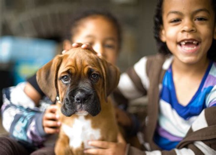 What is the most child friendly dog?