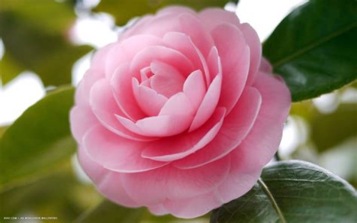 What is the most famous plant?