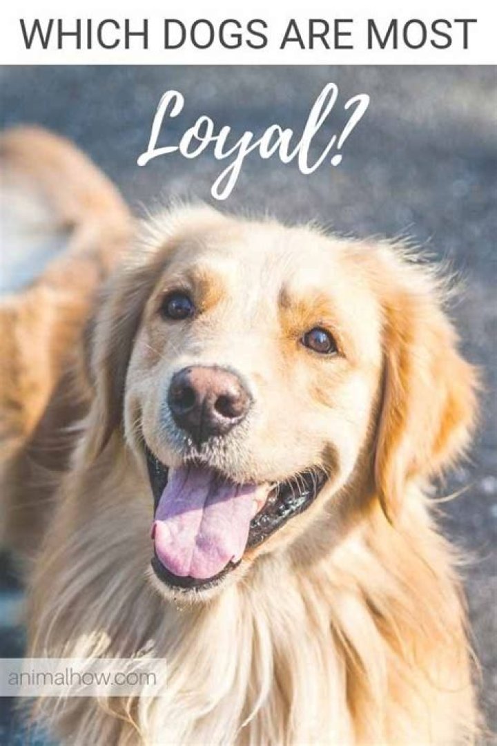 What is the most loyal pet?
