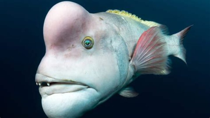 What is the most poisonous fish in the world?