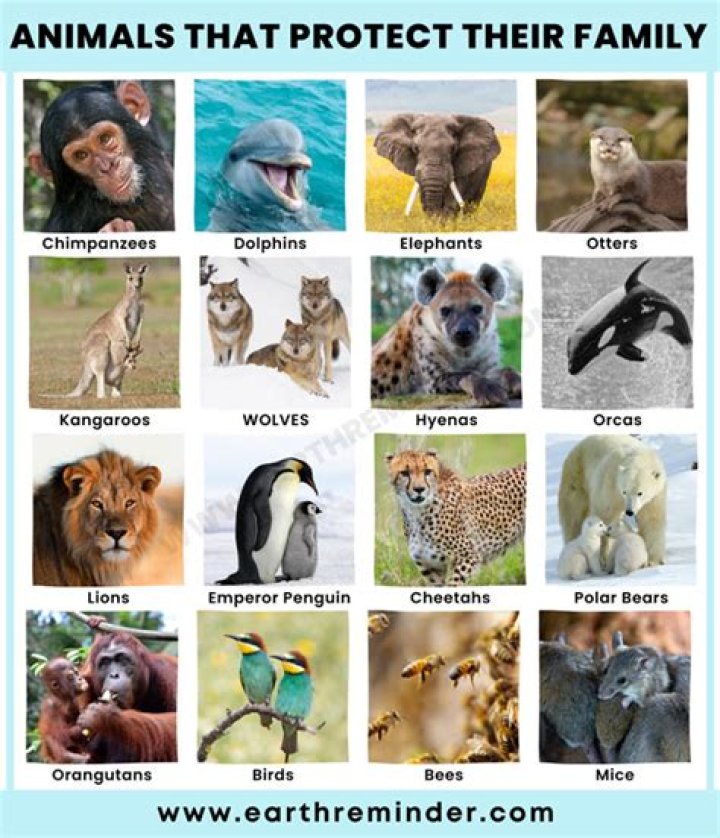 What is the most protective mother animal?