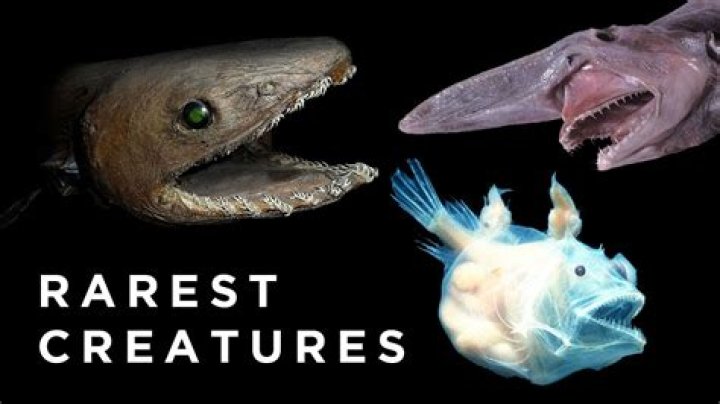 What is the most rare sea creature?