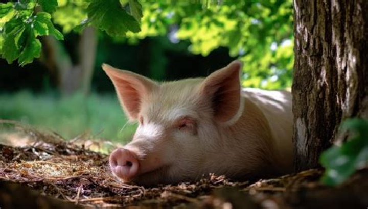What is the most relaxed animal?