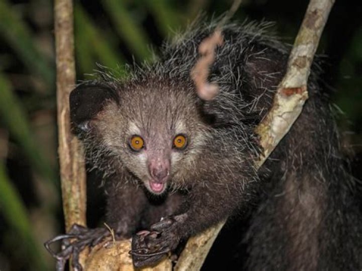 What is the most ugliest animal?