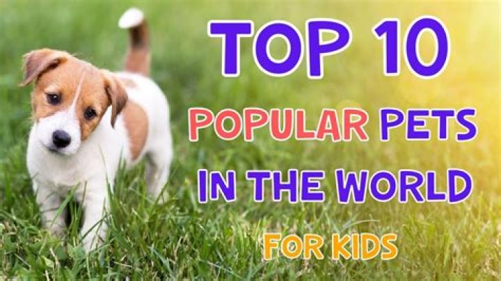 What is the number 1 best pet in the world?