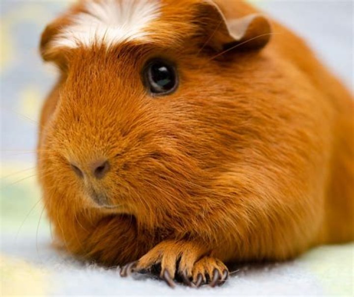 What is the rarest guinea pig color?