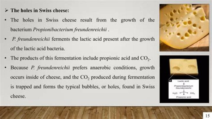 What is the reason of large holes in Swiss cheese name the fungus used in ripening of Roquefort cheese?