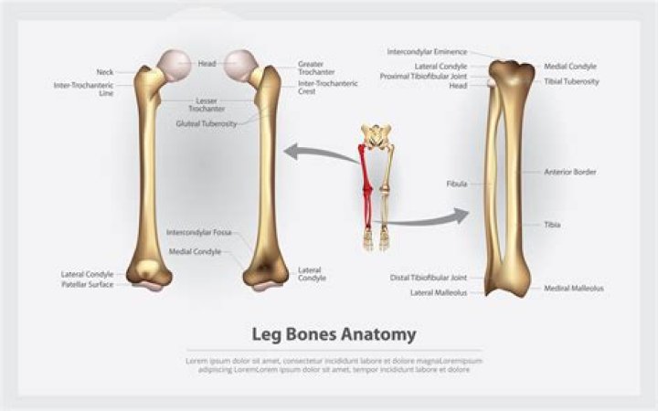 What is the thigh bone called?